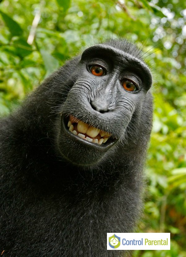 Los selfies en exceso se relacionan con problemas psicológicos Los selfies en exceso se relacionan con problemas psicológicos